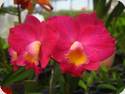 Cattlianthe Chief Berry